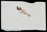Bargain, Cretaceous Fossil Fish (Armigatus) - Lebanon #102579-1